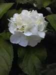 Image032.jpg