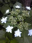 Image038.jpg