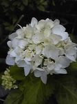 Image041.jpg