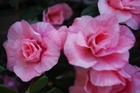 s-DSC_0035.jpg