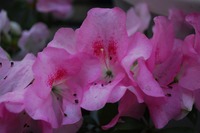 s-DSC_0036.jpg